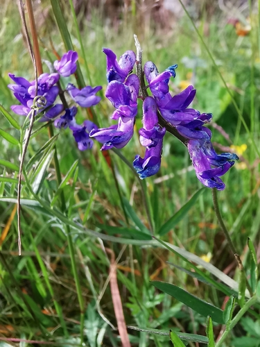tufted vetch