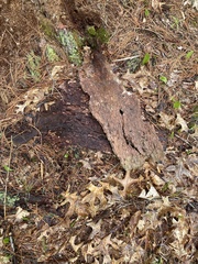 Dendroctonus