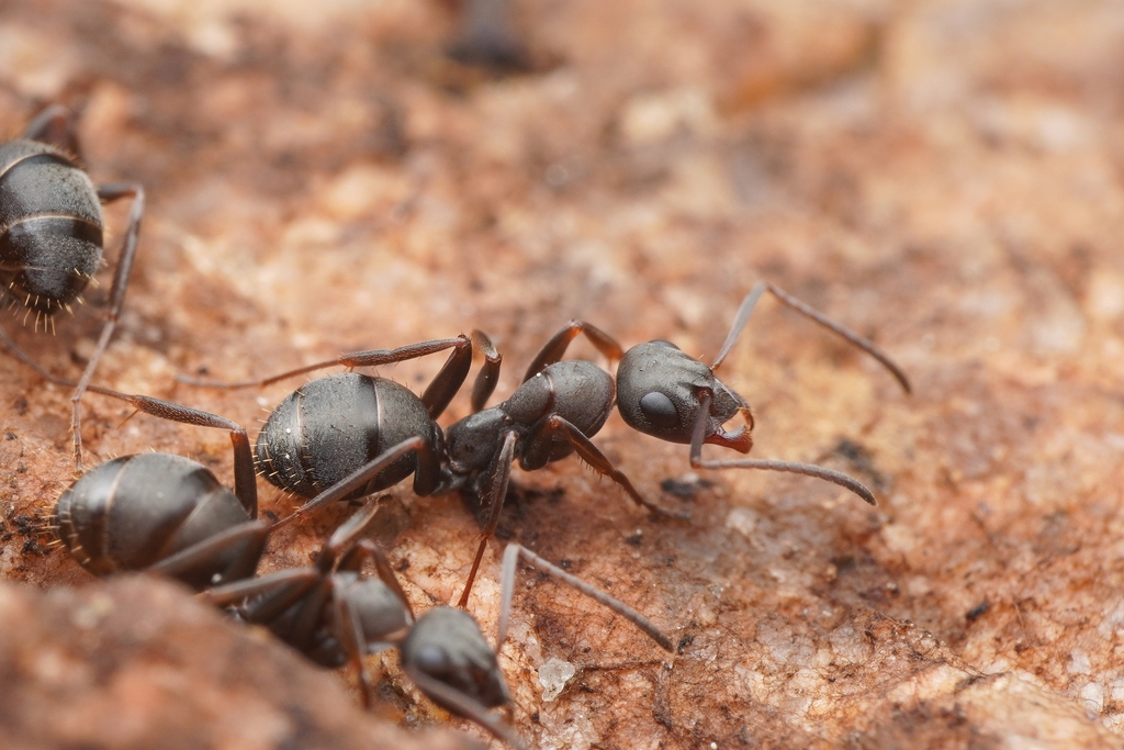 Formica gerardi