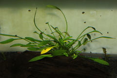 Cryptocoryne parva