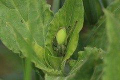 Micrommata virescens