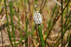 Eleocharis elegans