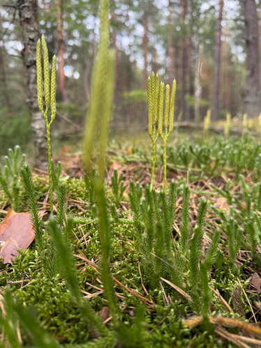 stag's-horn clubmoss