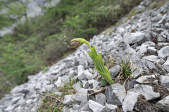 Cypripedium flavum
