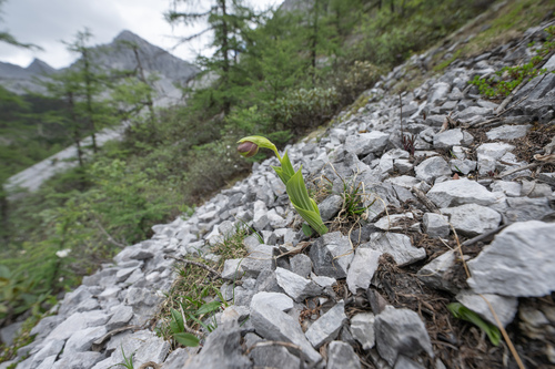 Cypripedium flavum, photograph 2