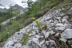 (c) Morten Ross, some rights reserved (CC BY) Cypripedium flavum, photograph (c) Morten Ross, some rights reserved (CC BY)