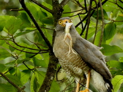 Rupornis magnirostris