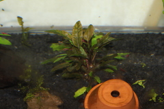 Cryptocoryne wendtii