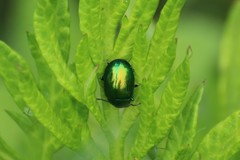 Chrysolinina