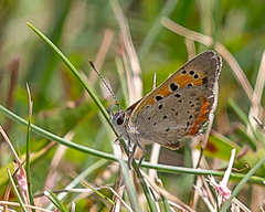 Lycaena phlaeas hypophlaeas