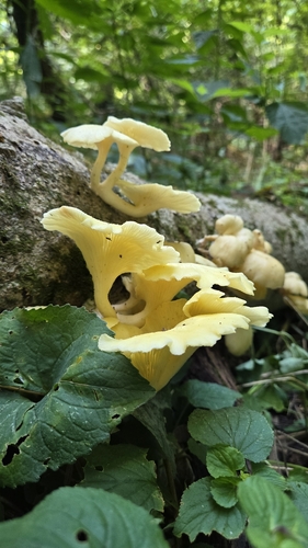 Golden Oyster Mushroom