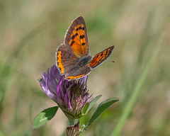 Lycaena phlaeas hypophlaeas