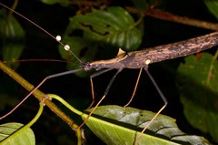 Pseudophasma bispinosum