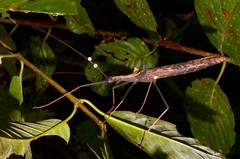 Pseudophasma bispinosum