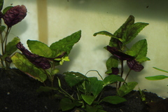 Hemigraphis colorata