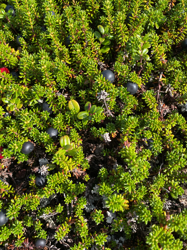 black crowberry