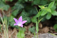 Campanula ramosissima