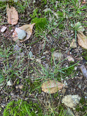 author not stated, no rights reserved Danthonia spicata, photograph author not stated, no rights reserved