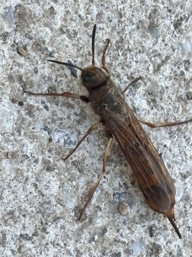 Dark-horned Trembling Woodwasp