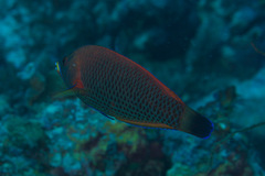 Pseudodax moluccanus