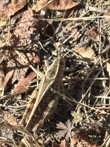 Italian locust