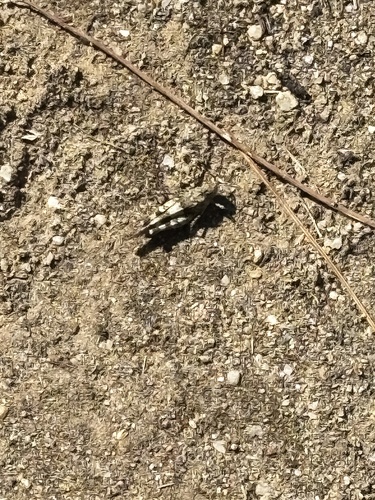 Blue-winged Grasshopper