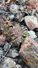 Collomia diversifolia