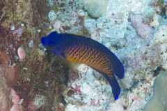 Centropyge bispinosa