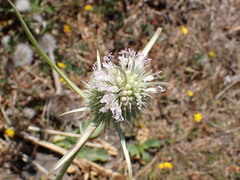 Dipsacus sativus, photograph (c) Lia Keener, some rights reserved (CC BY)