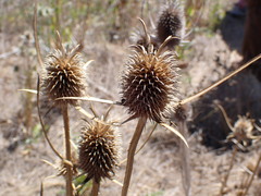 Dipsacus sativus