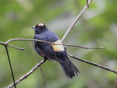 Tachyphonus surinamus