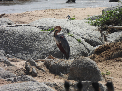 iNaturalist image