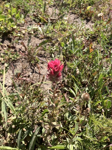 Castilleja parviflora, photograph 4
