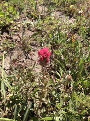 (c) Cali Ellis, some rights reserved (CC BY) Castilleja parviflora, photograph (c) Cali Ellis, some rights reserved (CC BY)