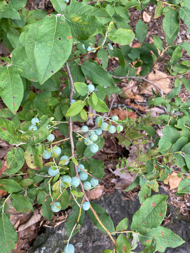 Vaccinium stamineum, photograph 5
