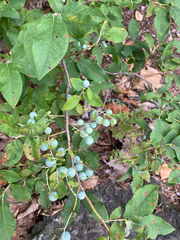 Vaccinium stamineum, photograph author not stated, no rights reserved