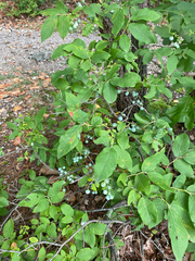 Vaccinium stamineum, photograph author not stated, no rights reserved