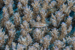 Oxycheilinus orientalis