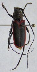 Metaleptus angulatus
