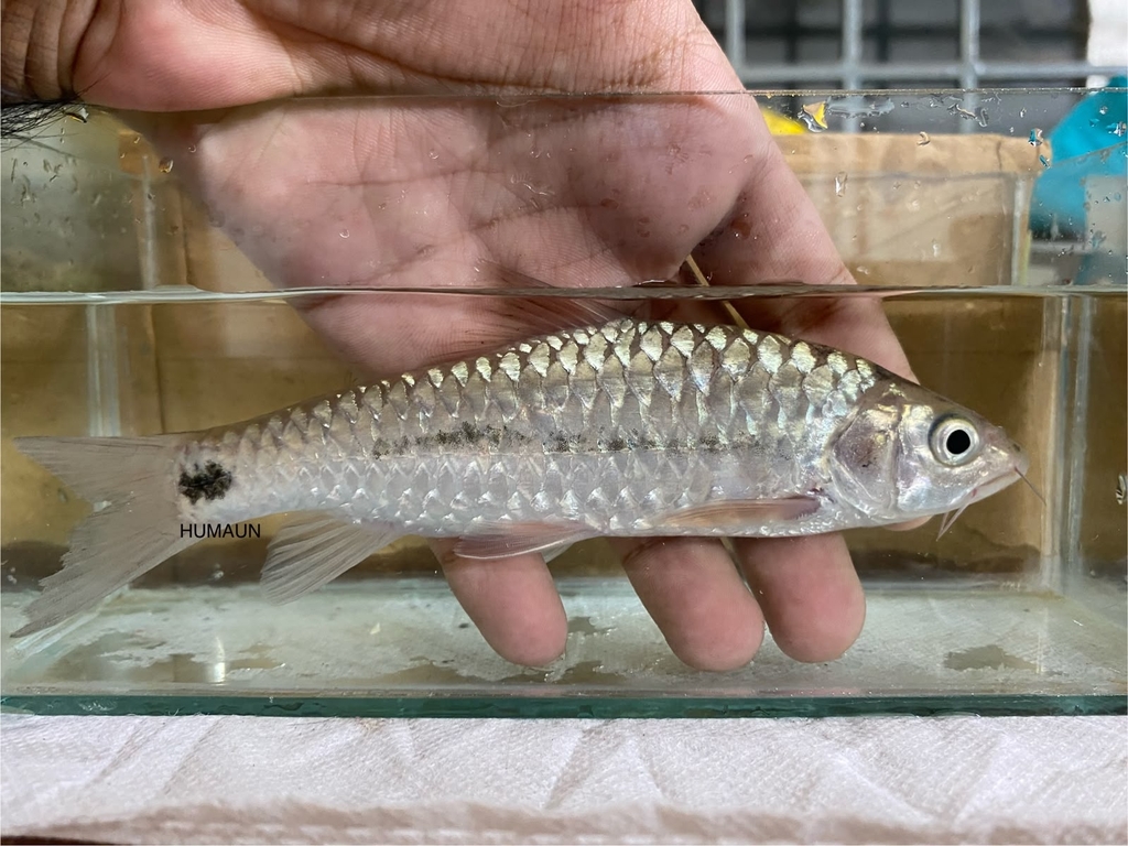 Stevenson's Mahseer