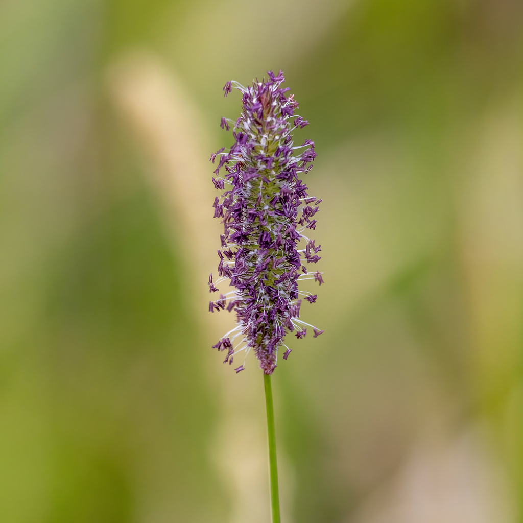 Phleum alpinum; photograph (c) Dan Vickers, some rights reserved (CC BY)