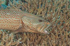 Anyperodon leucogrammicus