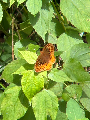 Great Spangled Fritillary