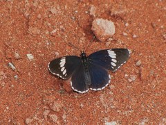 Chlosyne melanarge
