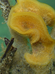 Primavelans insculpta