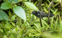 Cercomacra nigricans