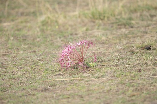 Ammocharis tinneana