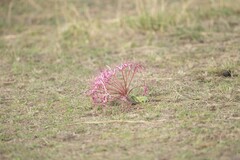 Ammocharis tinneana