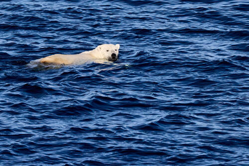 Black Bear sighting near Kitikmeot
