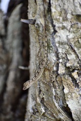 Anolis argenteolus